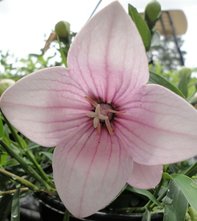 Balloon Flower Astra Pink